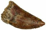 Serrated, Raptor Tooth - Real Dinosaur Tooth #295940-1